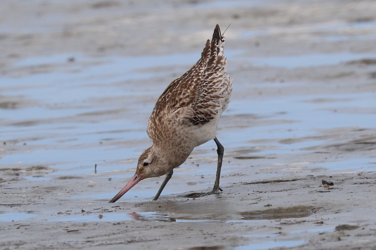 Bar-tailed Godwit - ML646229691