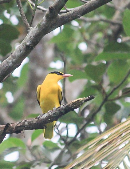 Black-naped Oriole - ML646229692
