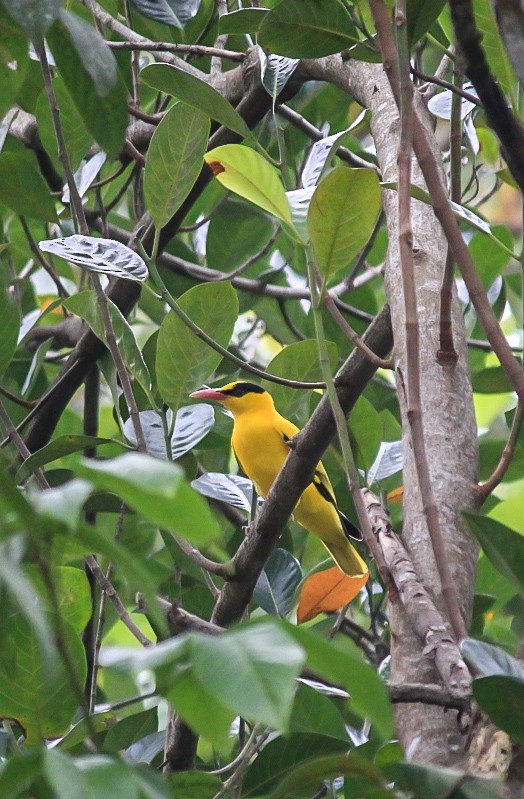 Black-naped Oriole - ML646229693
