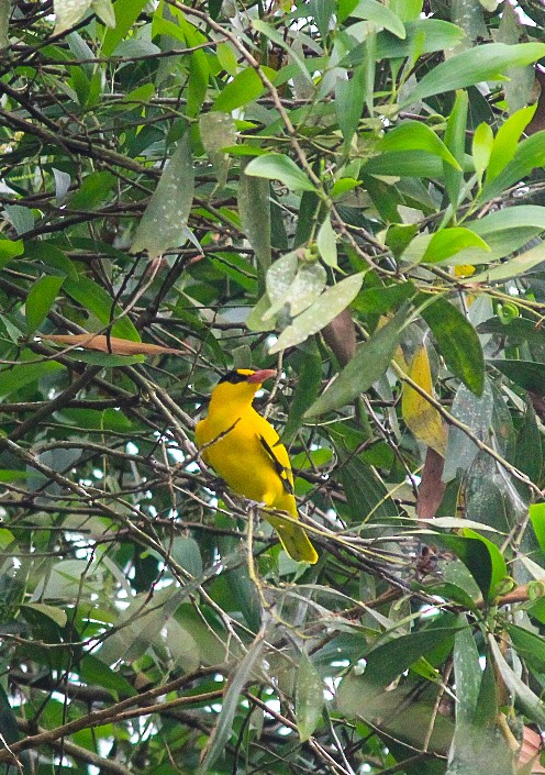 Black-naped Oriole - ML646229694
