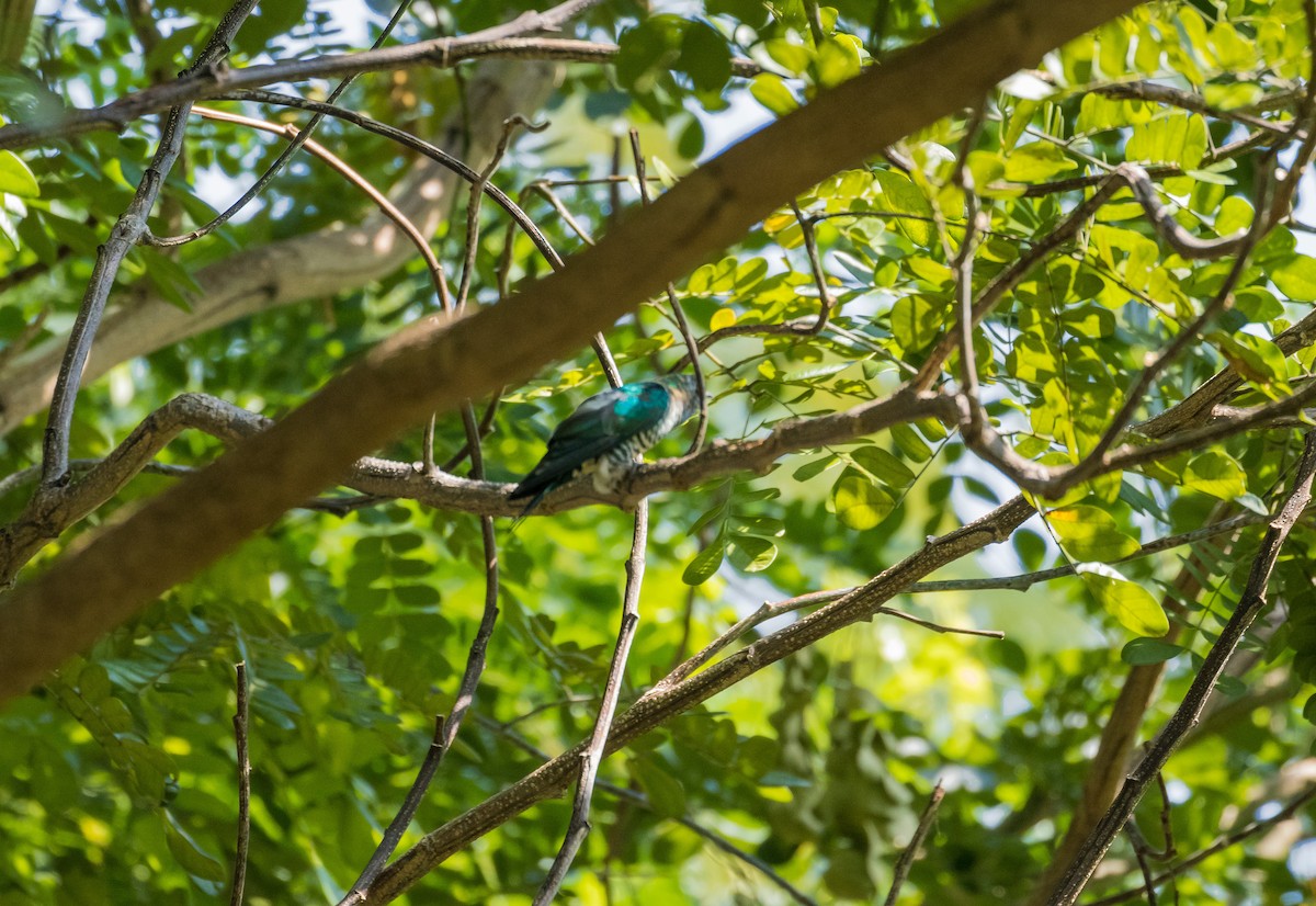 Asian Emerald Cuckoo - ML646229695