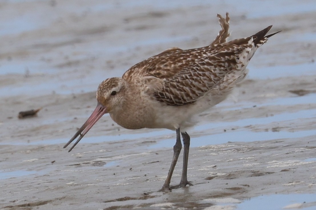 Bar-tailed Godwit - ML646229696