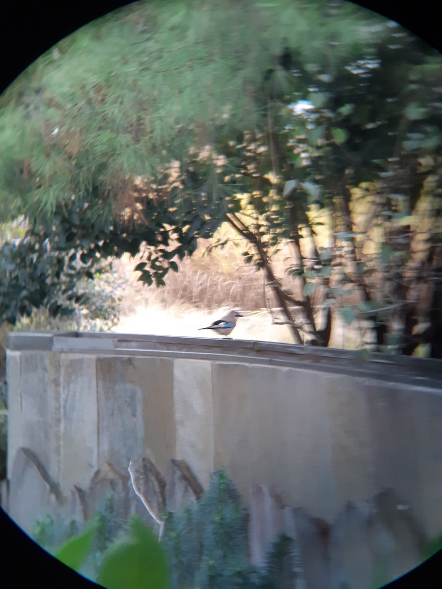 Eurasian Jay - ML646229697