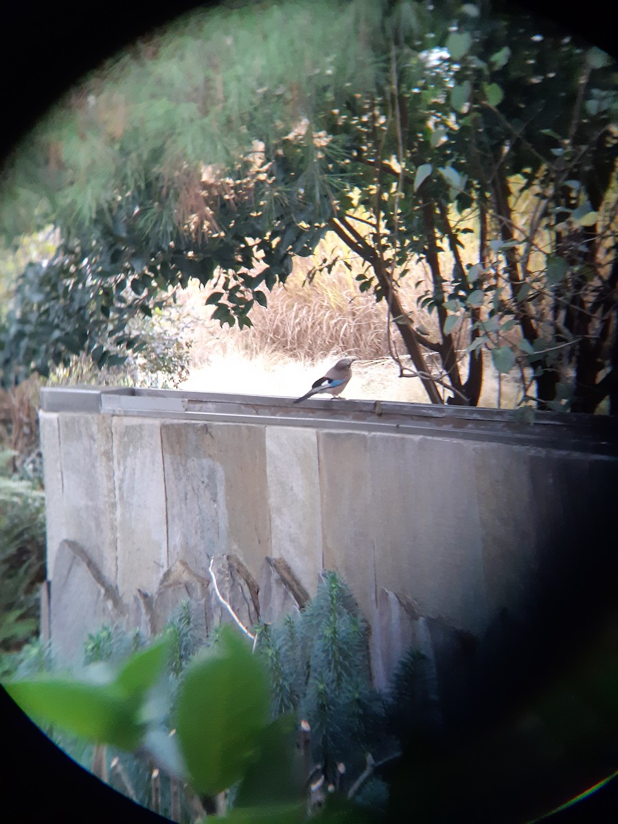 Eurasian Jay - ML646229701