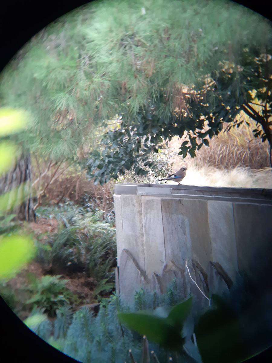 Eurasian Jay - ML646229708