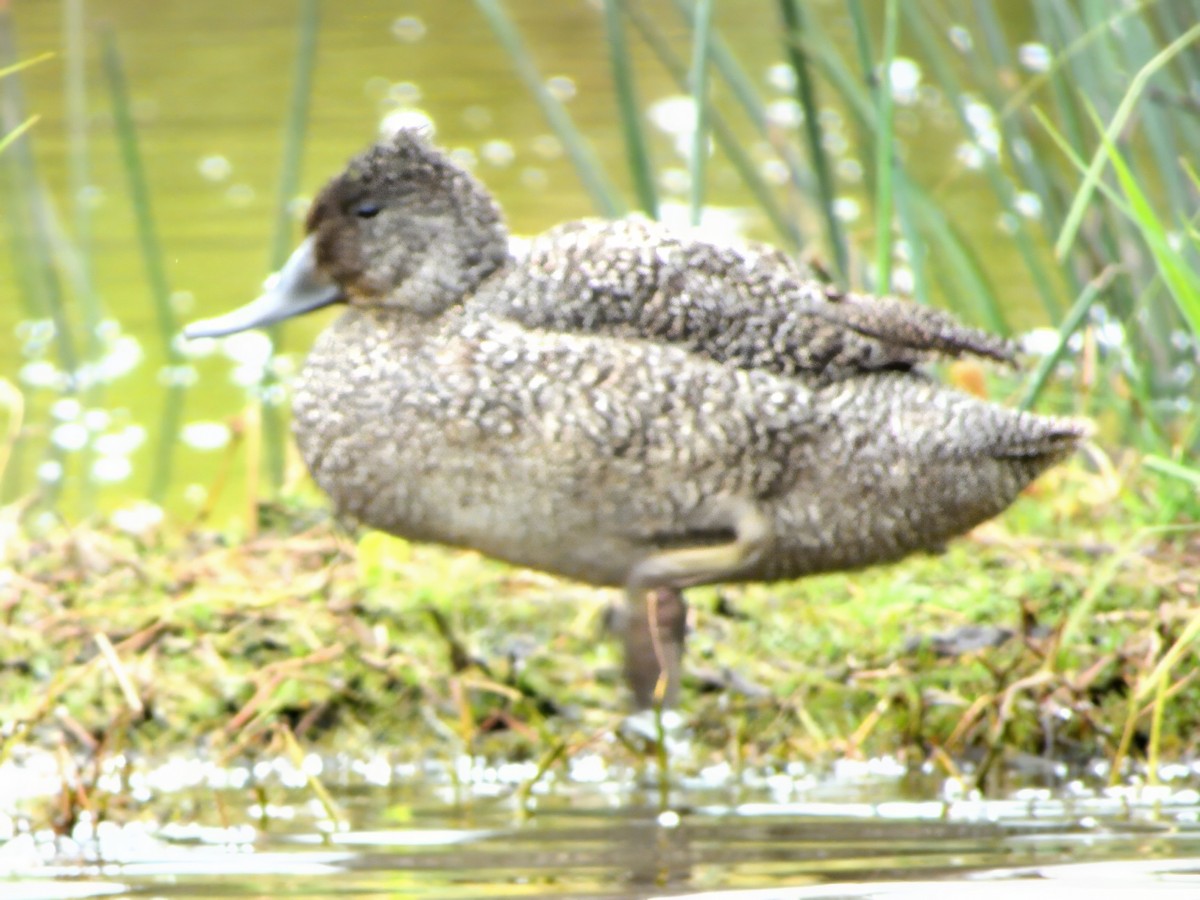 Freckled Duck - ML646229712