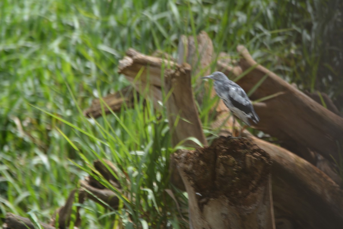 Little Blue Heron - ML646229715