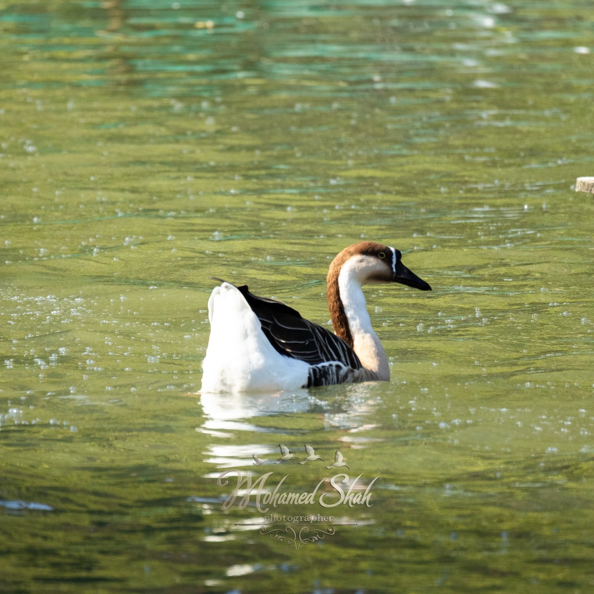 Swan Goose - ML646229717