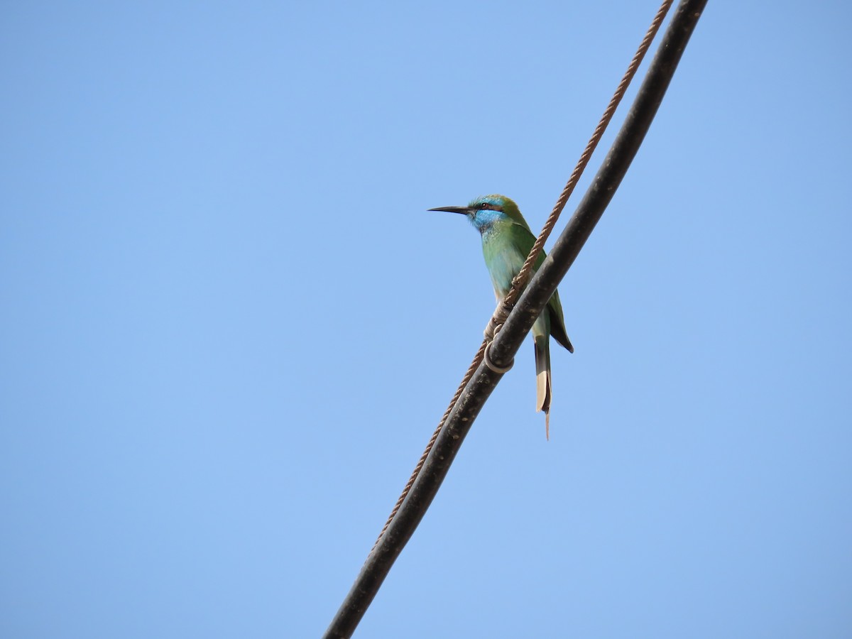 Arabian Green Bee-eater - ML646229723