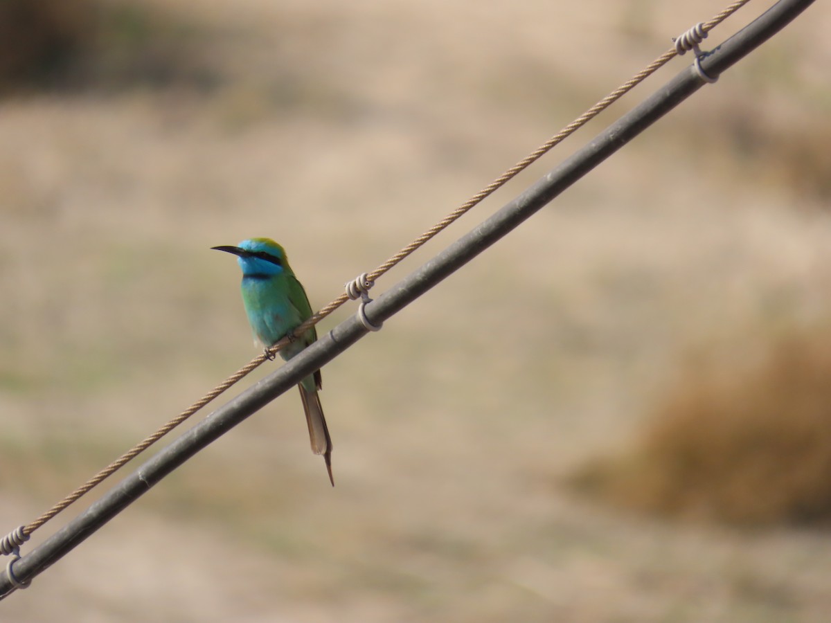 Arabian Green Bee-eater - ML646229724
