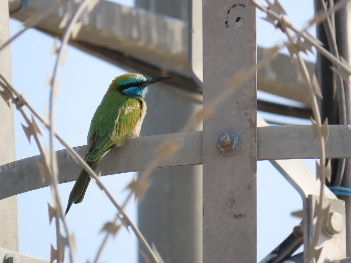 Arabian Green Bee-eater - ML646229725