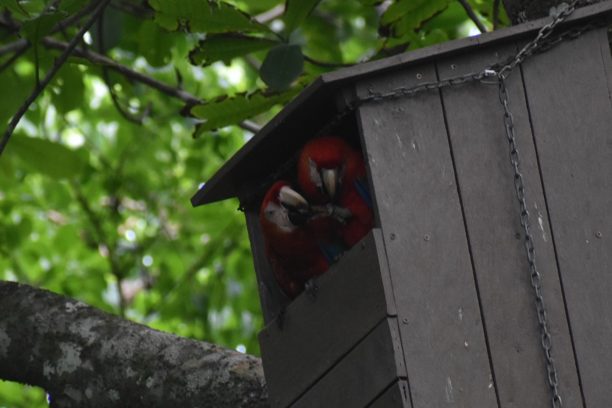 Scarlet Macaw - ML646229729