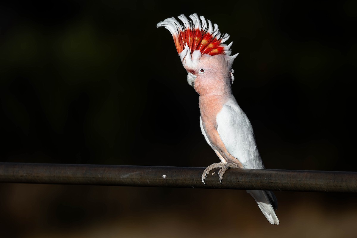 Pink Cockatoo - ML646229739