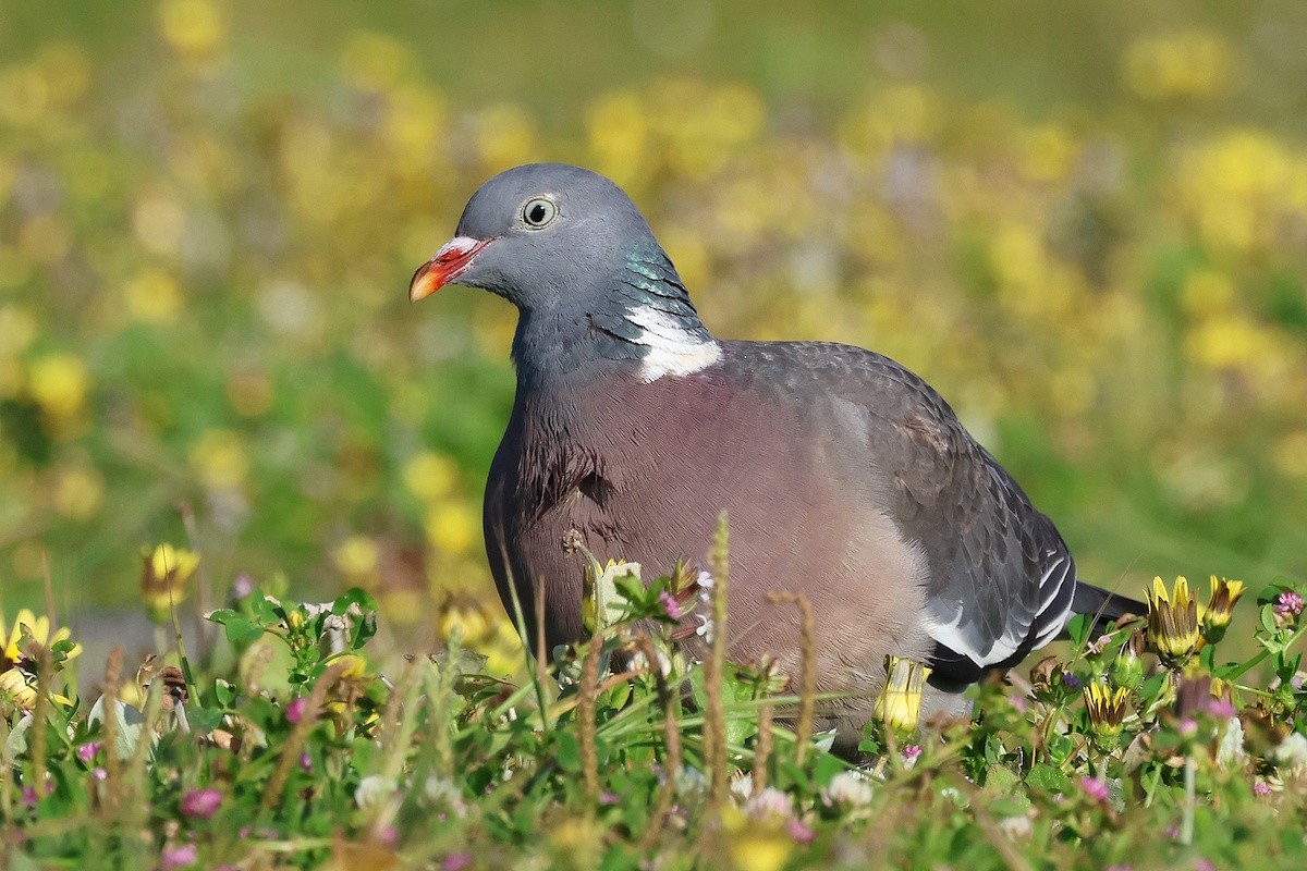 Common Wood-Pigeon - ML646229740