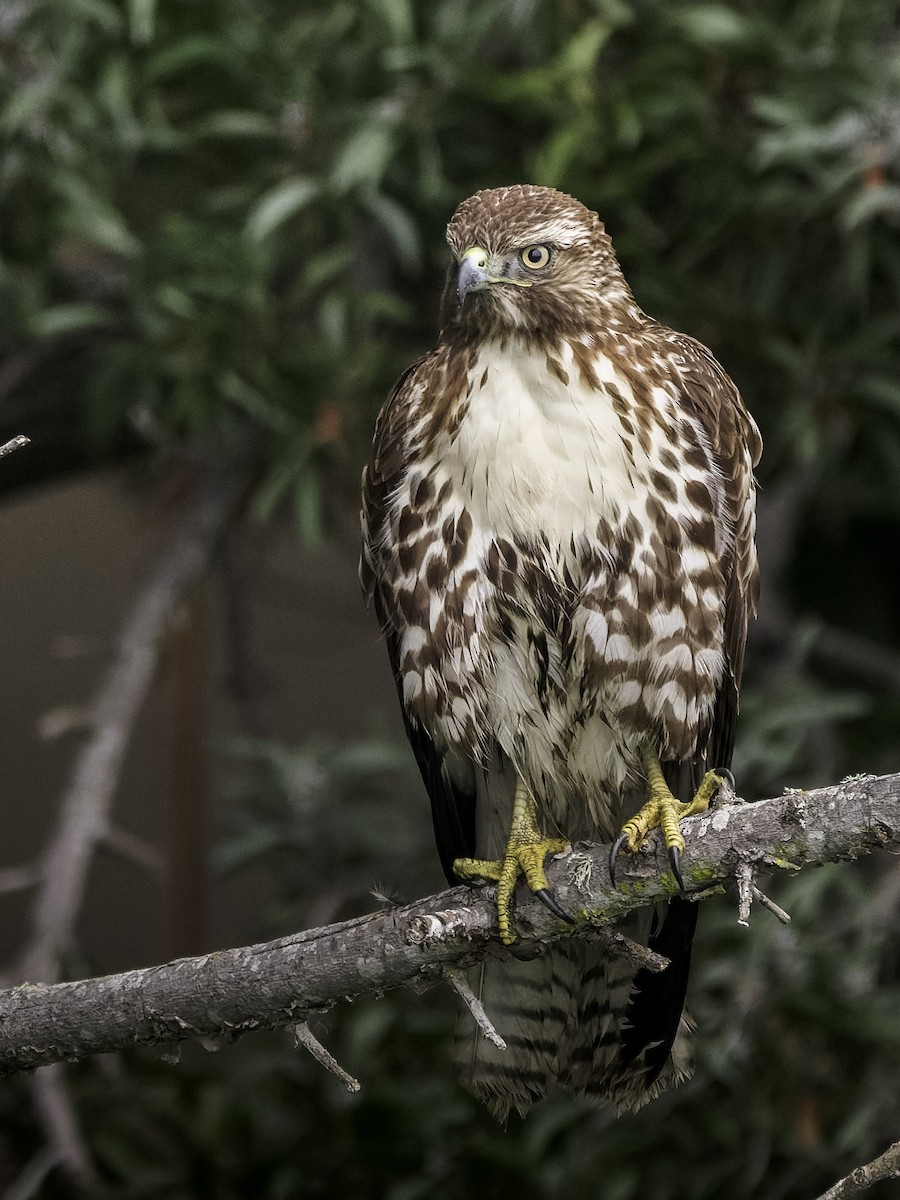 Red-tailed Hawk (calurus/alascensis) - ML646229744