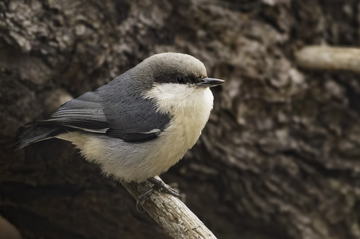 Pygmy Nuthatch - ML646229747
