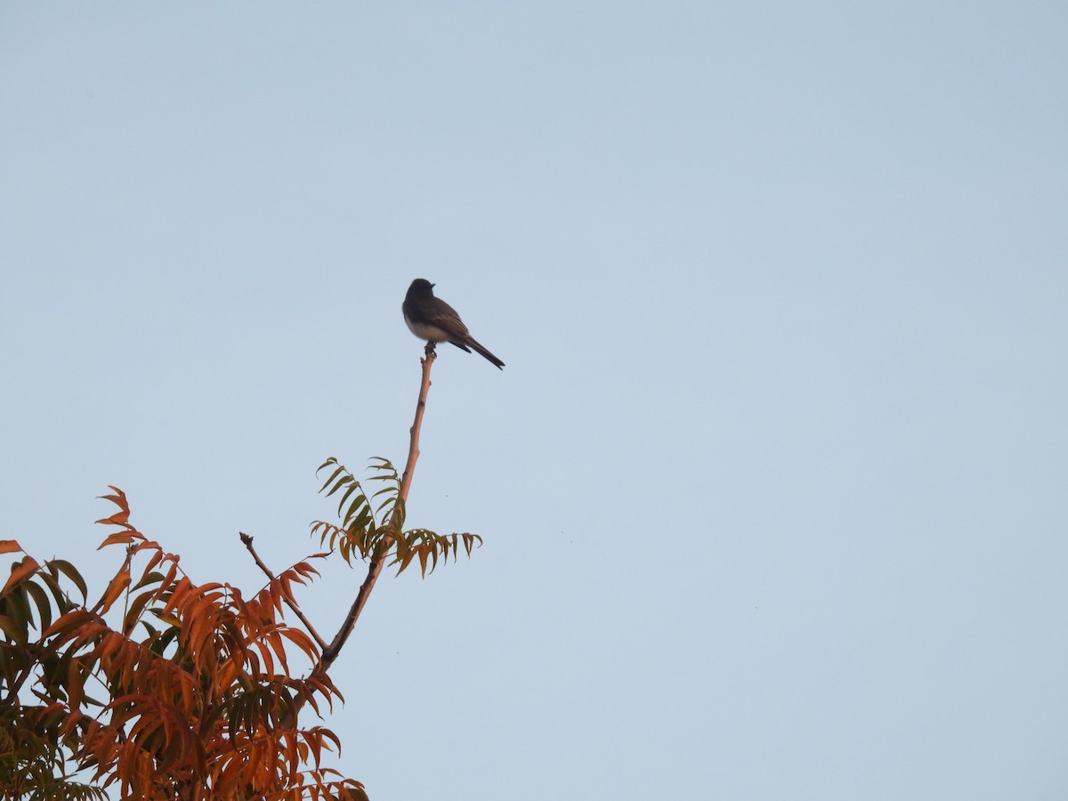 Black Phoebe - ML646229748