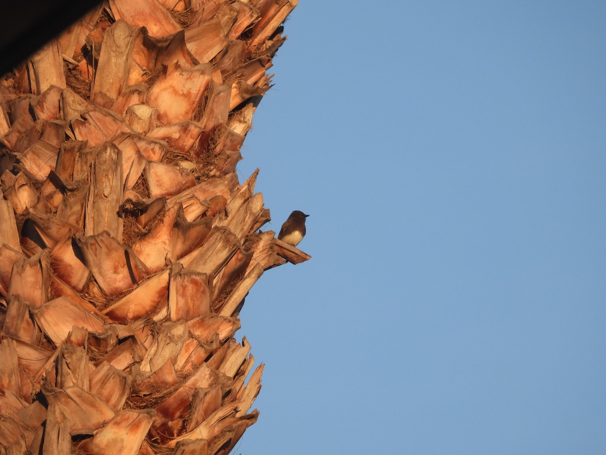 Black Phoebe - ML646229749