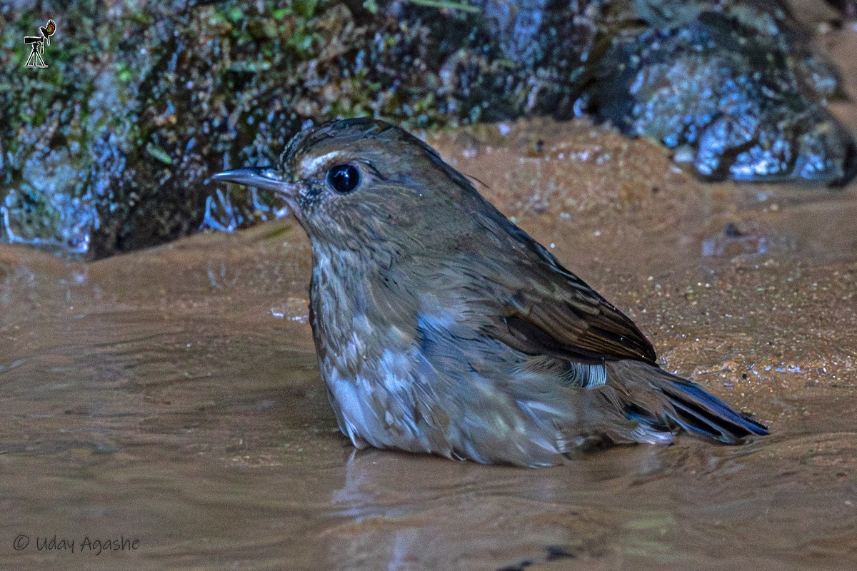 Lesser Shortwing - ML646229750