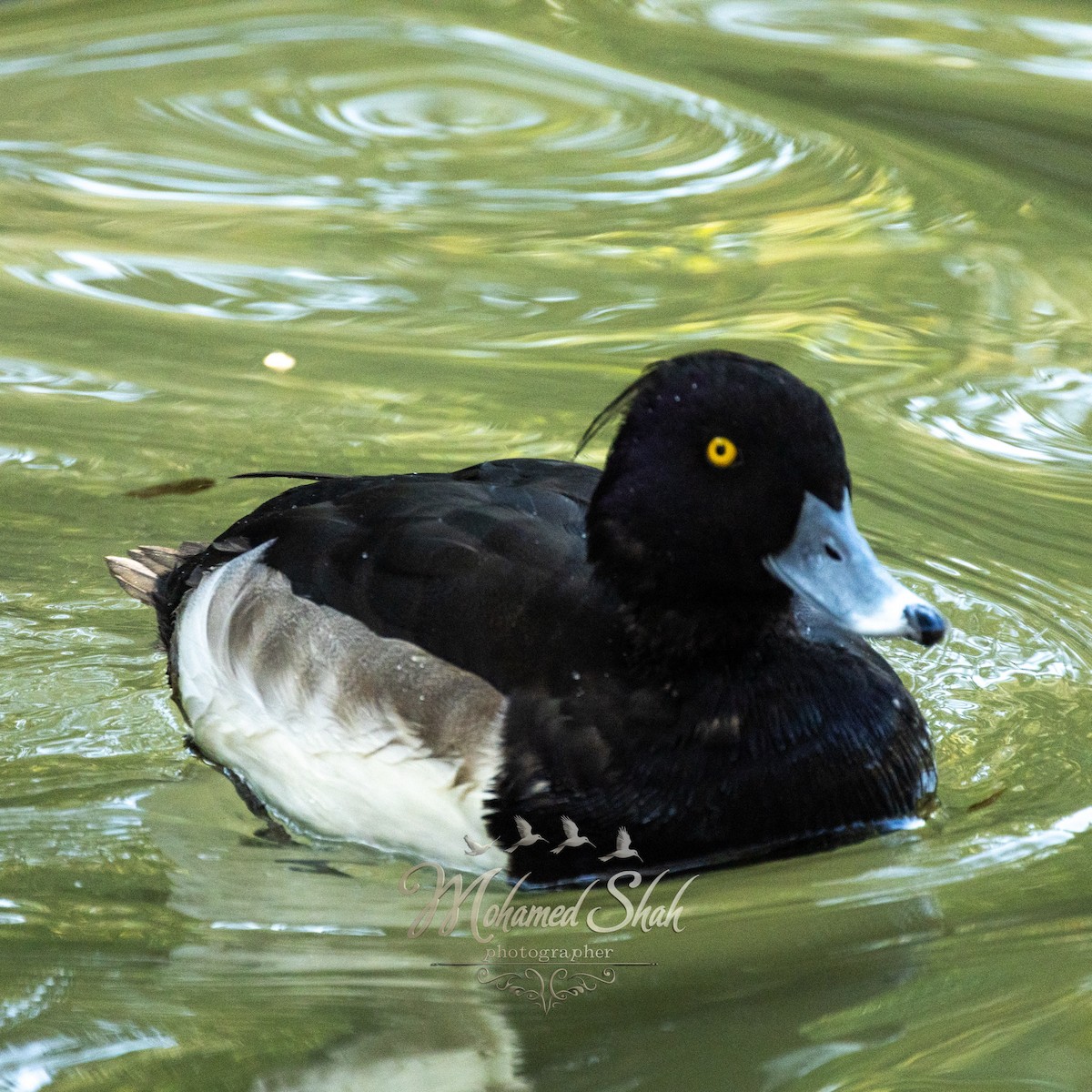 Tufted Duck - ML646229752