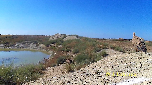 Buitre Leonado - ML646229759