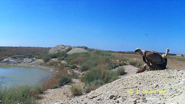 Buitre Leonado - ML646229761