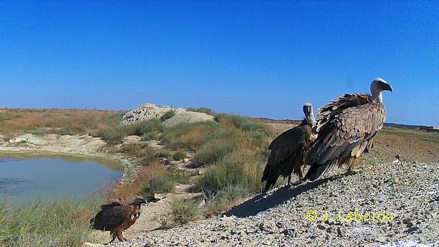 Buitre Leonado - ML646229762