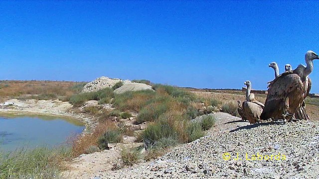 Buitre Leonado - ML646229763