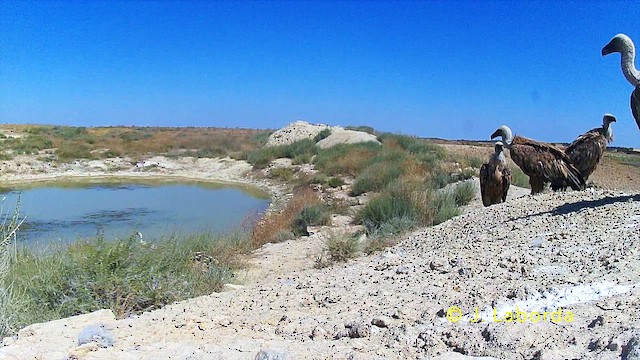 Buitre Leonado - ML646229764