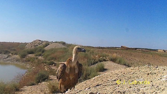 Buitre Leonado - ML646229765