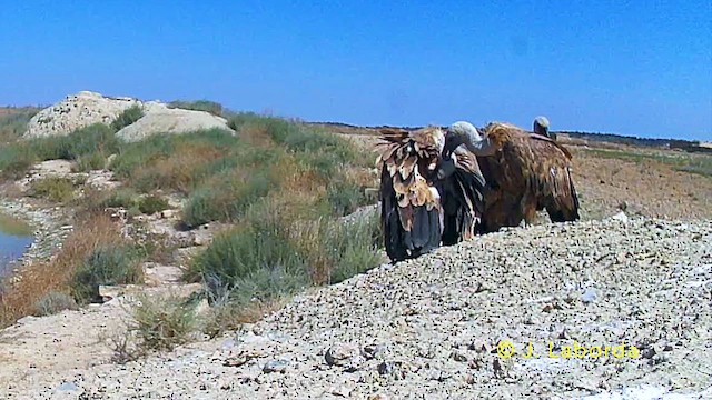 Buitre Leonado - ML646229766