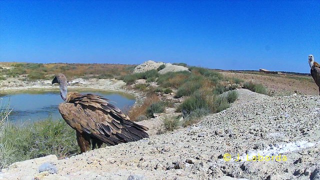 Buitre Leonado - ML646229767