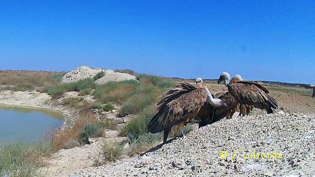 Buitre Leonado - ML646229768