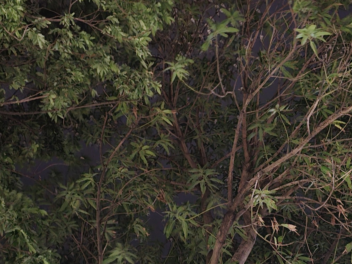 Golondrina Común - ML646229783