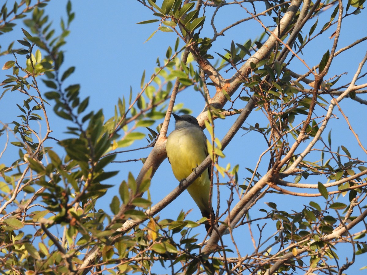 Tirano Gritón - ML646229784