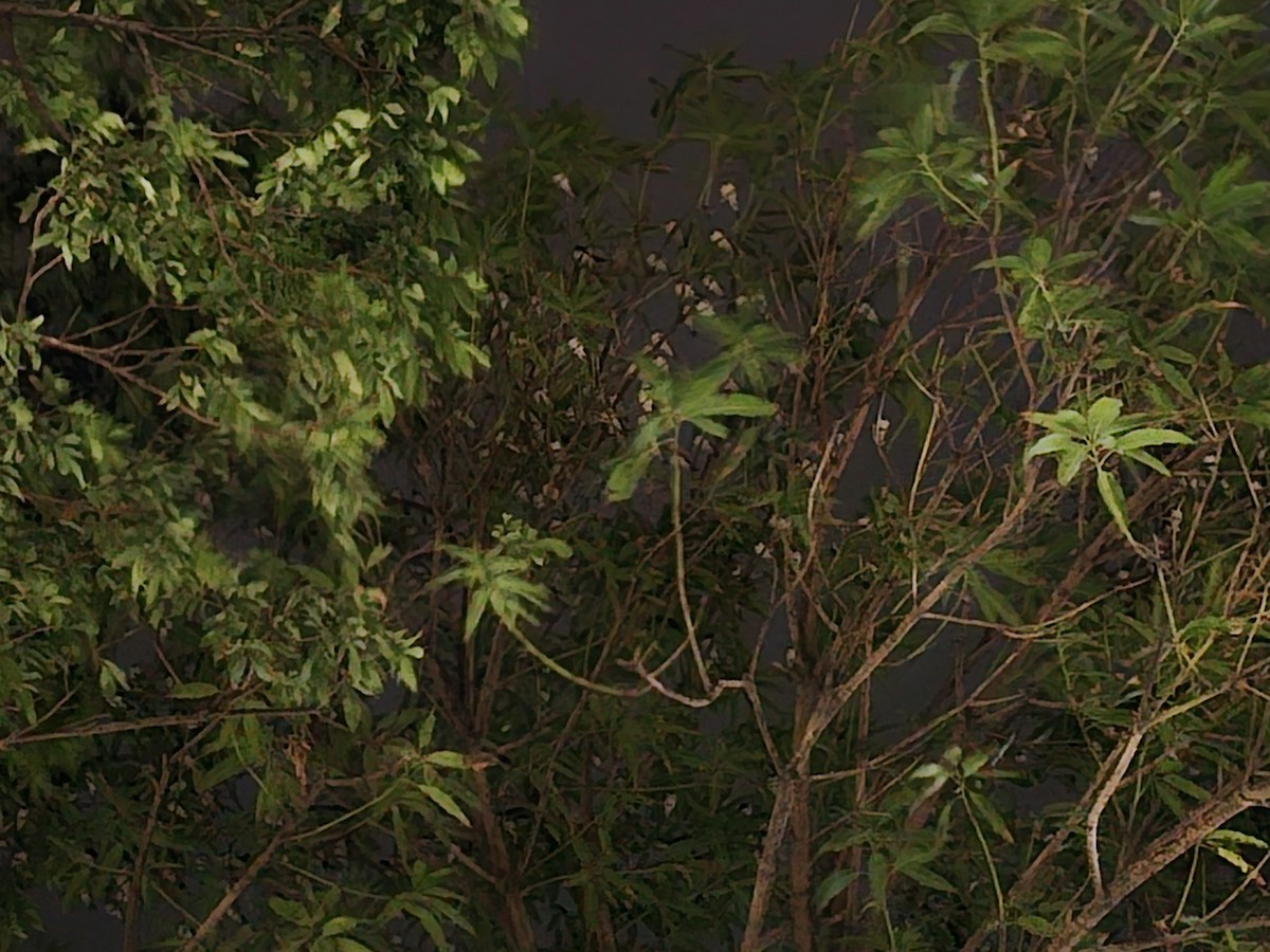 Golondrina Común - ML646229790