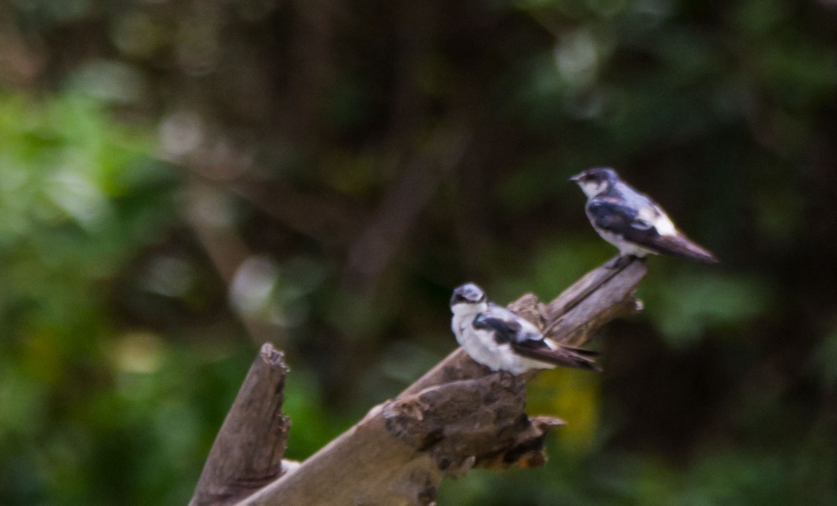 Golondrina de Manglar - ML646229792