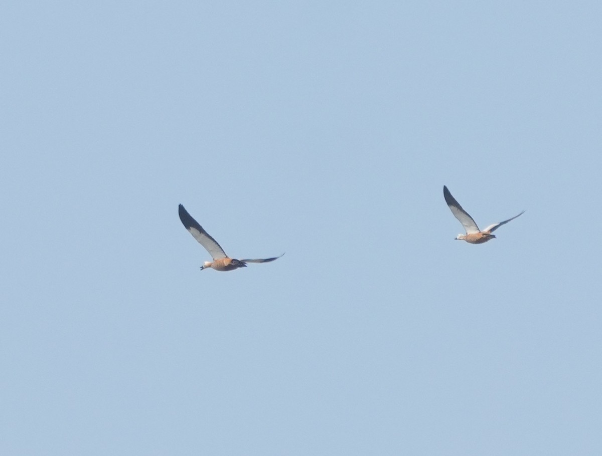 Tarro Canelo - ML646229793