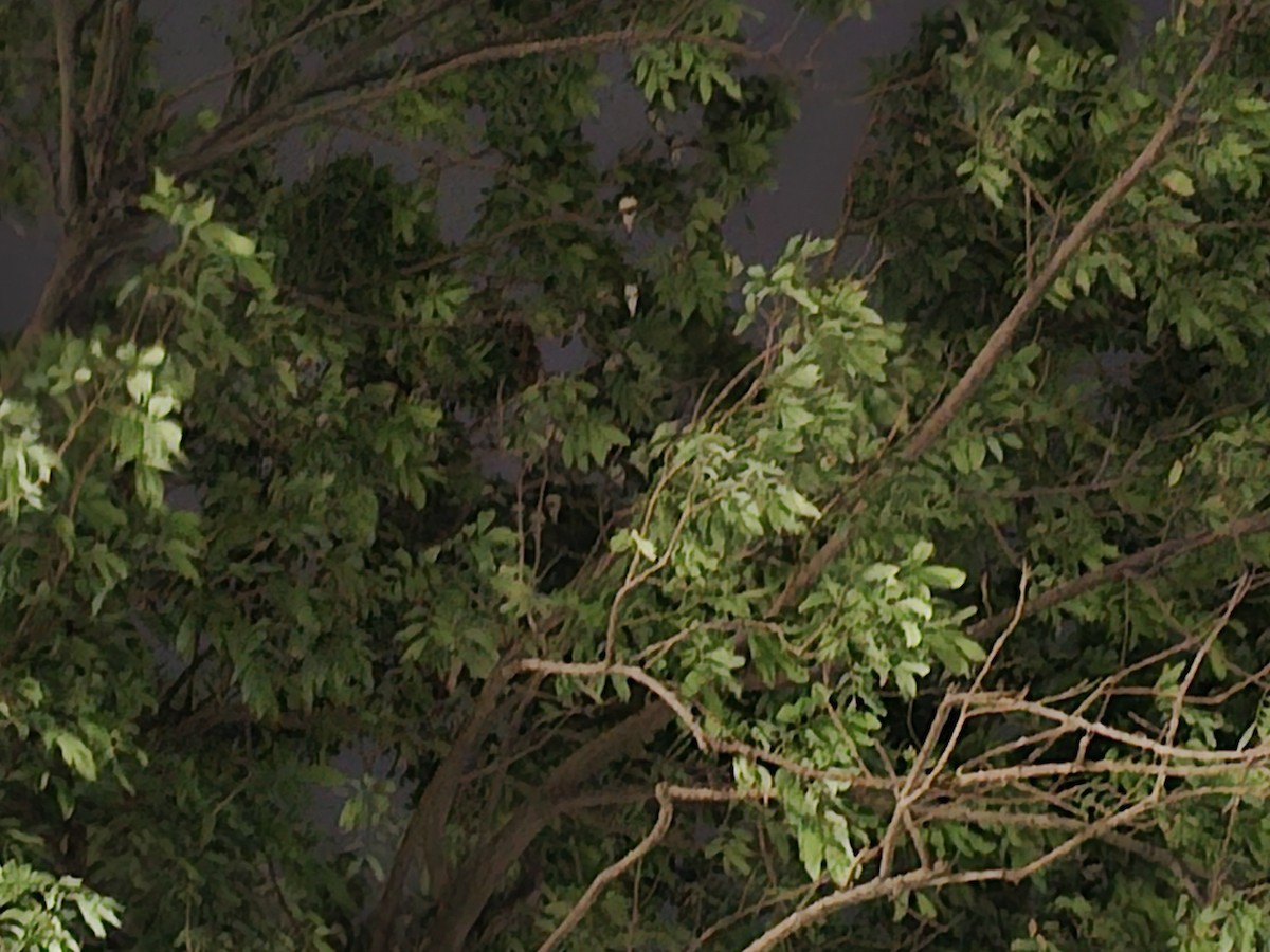 Golondrina Común - ML646229794