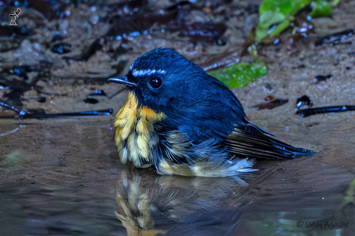 Papamoscas Cejiníveo - ML646229795