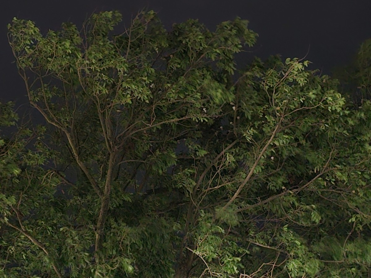 Golondrina Común - ML646229796