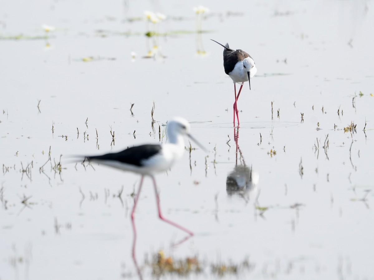 Cigüeñuela Común - ML646229801