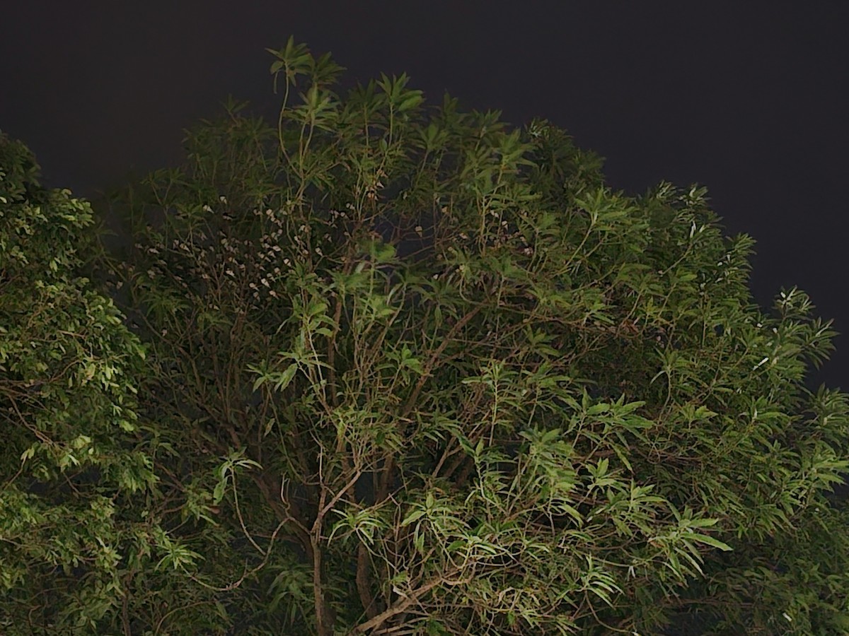 Golondrina Común - ML646229802