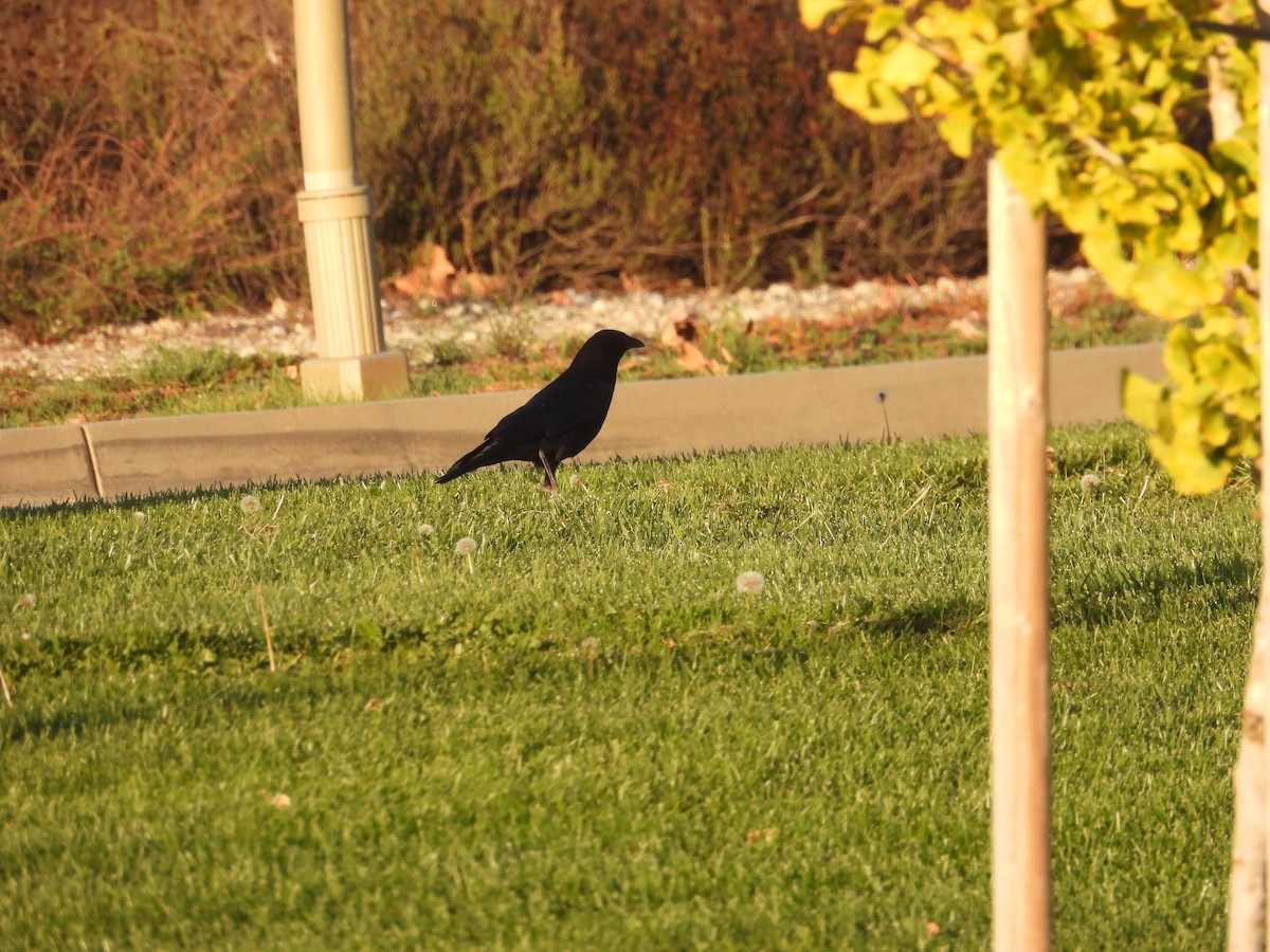 Cuervo Americano - ML646229803