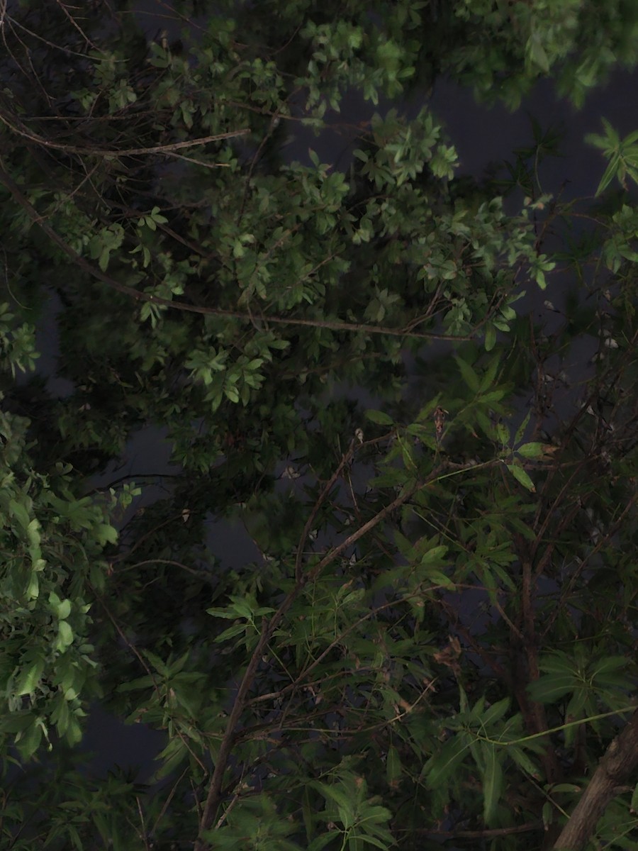 Golondrina Común - ML646229804