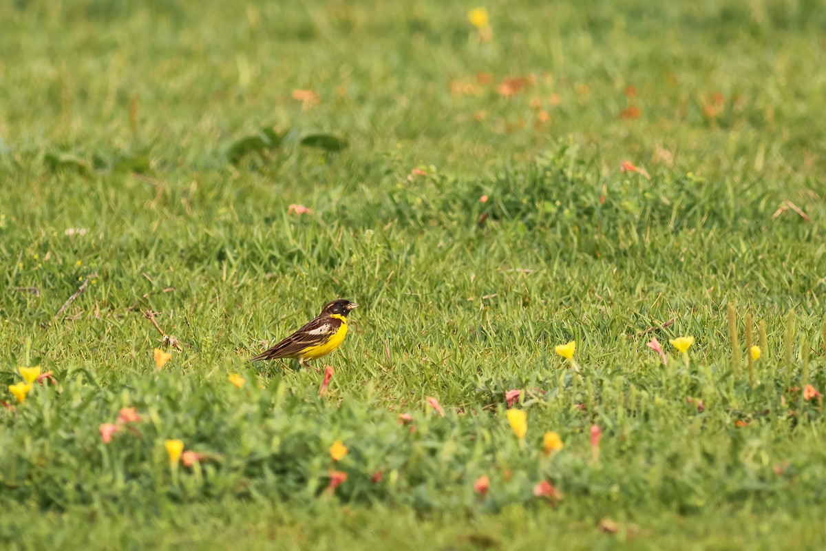 Escribano Aureolado - ML646229805