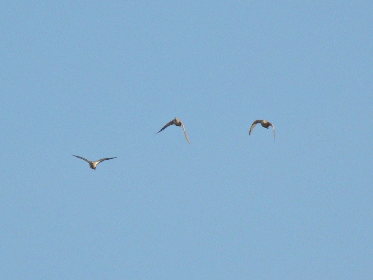 Ganga Ortega - ML646229807