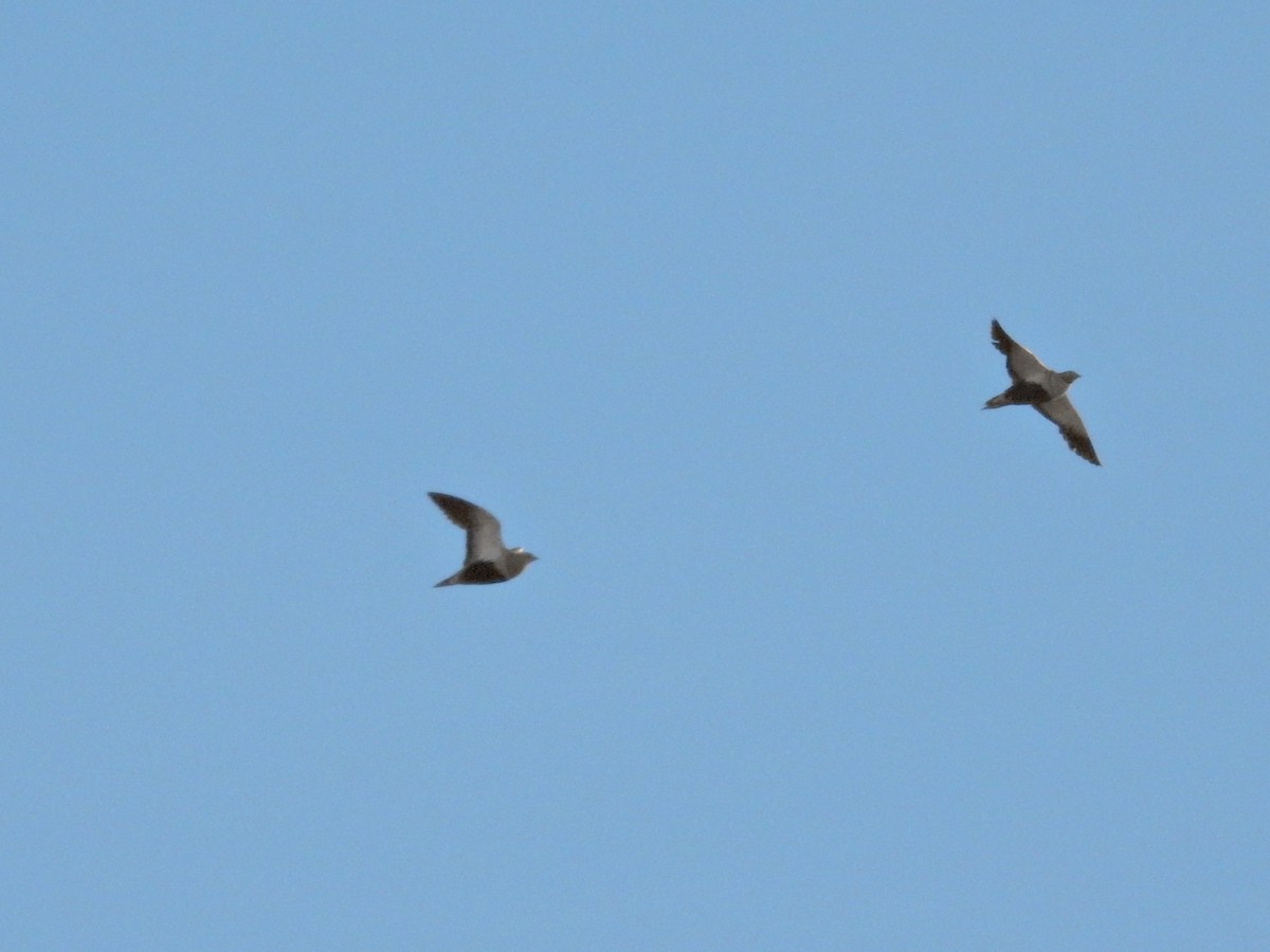 Ganga Ortega - ML646229808