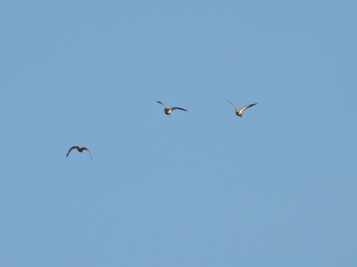 Ganga Ortega - ML646229809