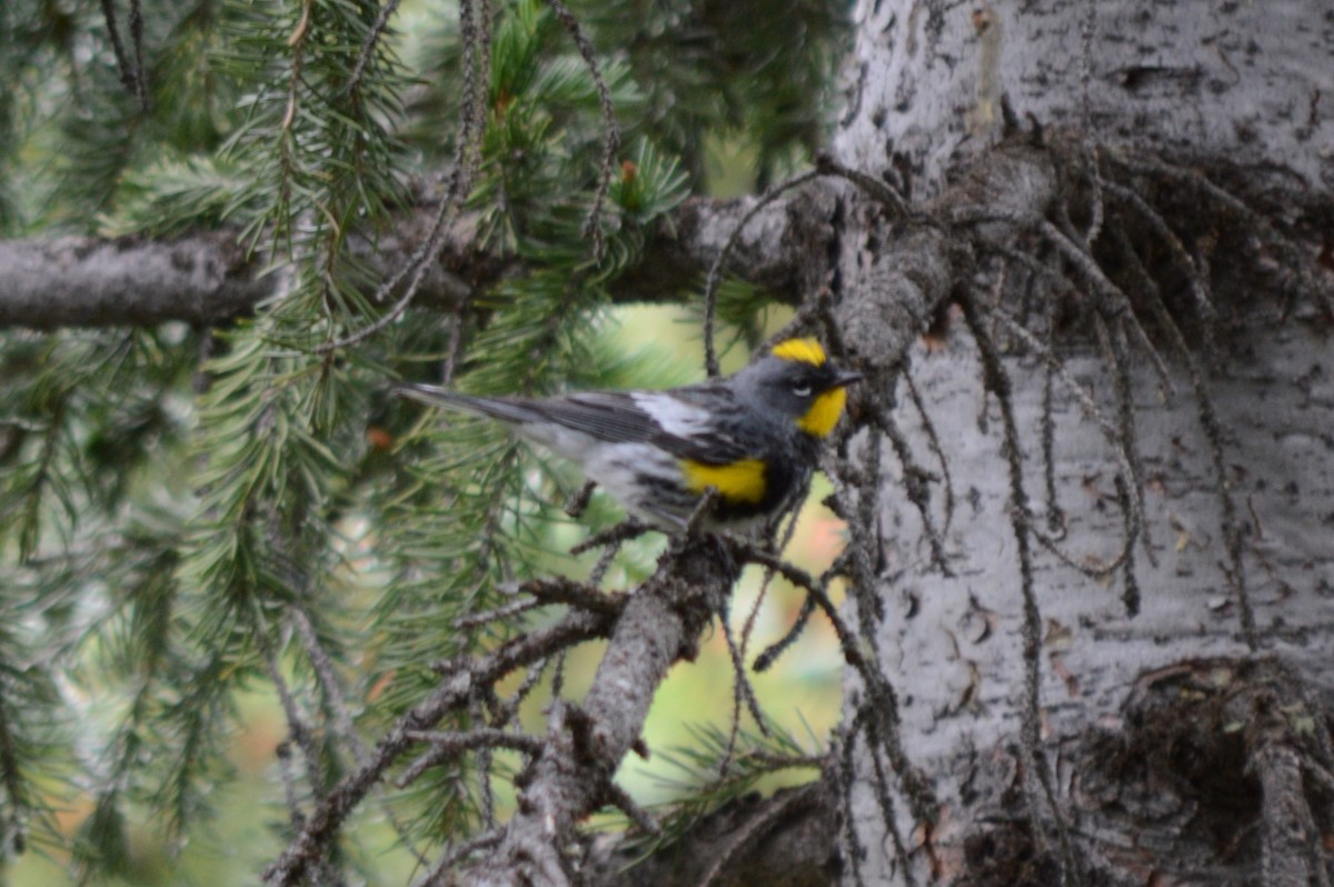 Yellow-rumped Warbler (Audubon's) - Lane Epps